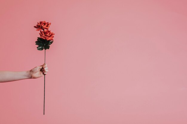 Hermosa rosa roja para el día de san valentín.