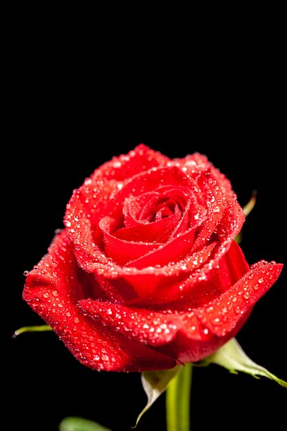 Hermosa rosa roja florecida con gotas de lluvia sobre fondo negro. Símbolo de amor. Regalo de aniversario.