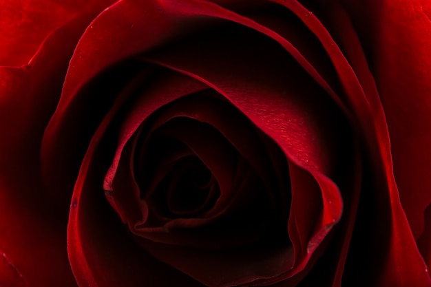 Hermosa rosa roja