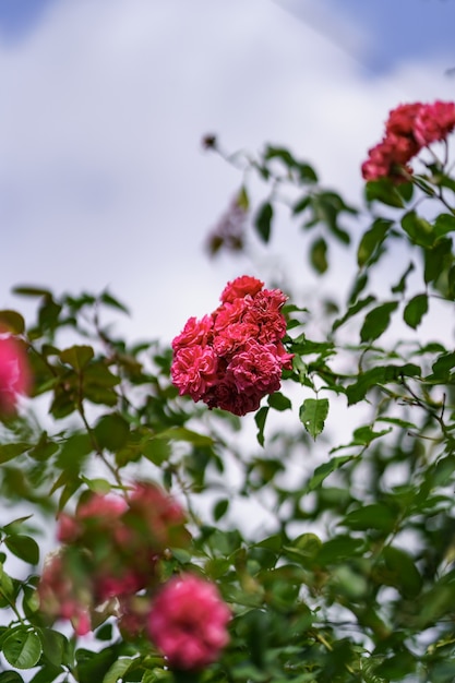 Hermosa rosa rosa en el jardín de rosas en verano con cielo azul