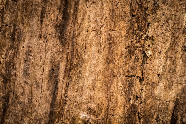 hermosa textura de madera vieja natural, primer plano