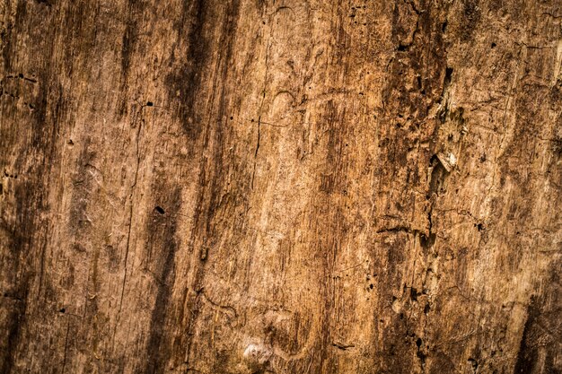 hermosa textura de madera vieja natural, primer plano