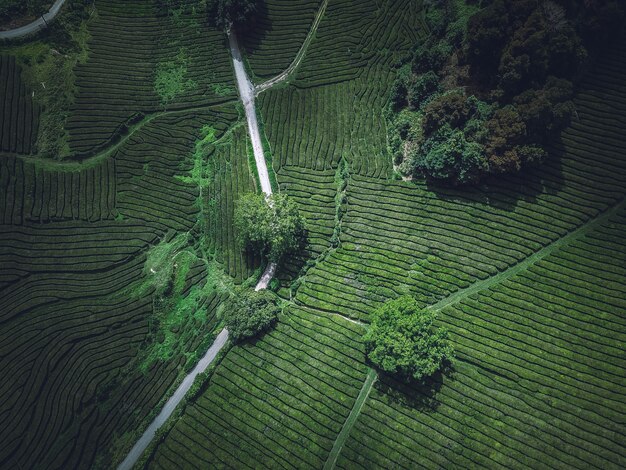 Una hermosa toma aérea de un campo agrícola verde