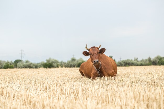 Hermosa vaca marrón pastando en un campo amarillo