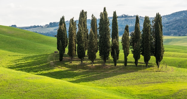 Hermosa variedad de árboles altos en un campo verde durante el día