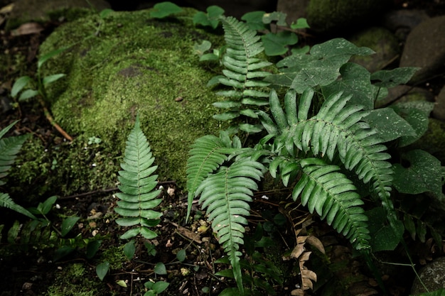 Hermosa vegetación forestal tropical