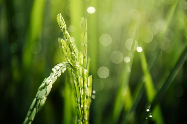 Hermosa vegetación