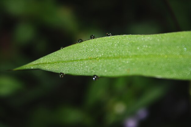 Hermosa vegetación