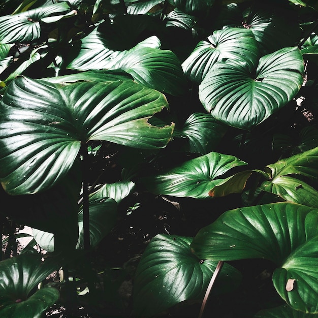 Foto gratuita hermosa vegetación