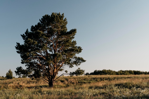 Hermosa vista con árbol alto