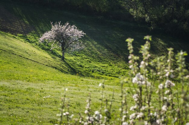Hermosa vista de un árbol florecido en un campo abierto junto a una colina capturada en un día soleado