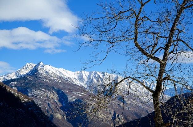 Hermosa vista de un árbol seco con las montañas cubiertas de nieve y el cielo azul