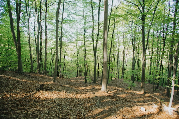 Hermosa vista de árboles altos en el bosque bajo la luz del sol