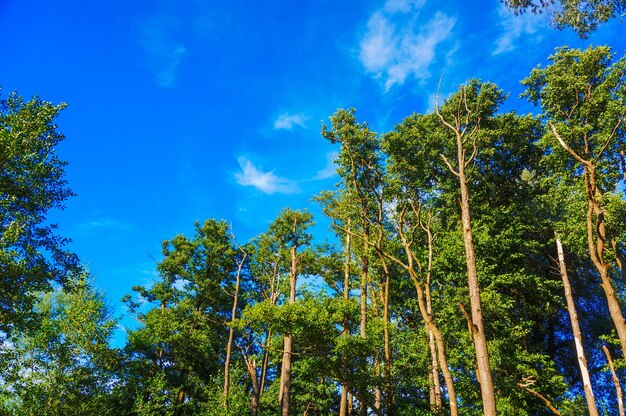 Hermosa vista de árboles altos sobre un cielo azul