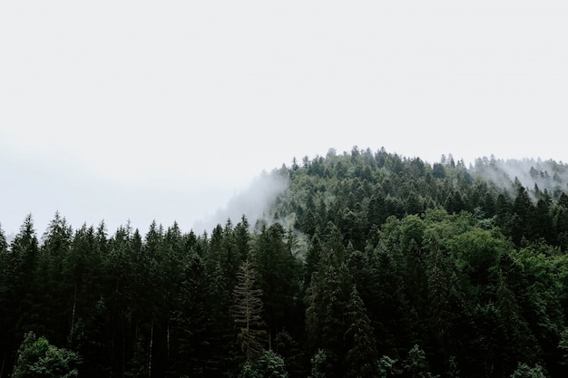Hermosa vista de los árboles en un bosque lluvioso capturado en la niebla