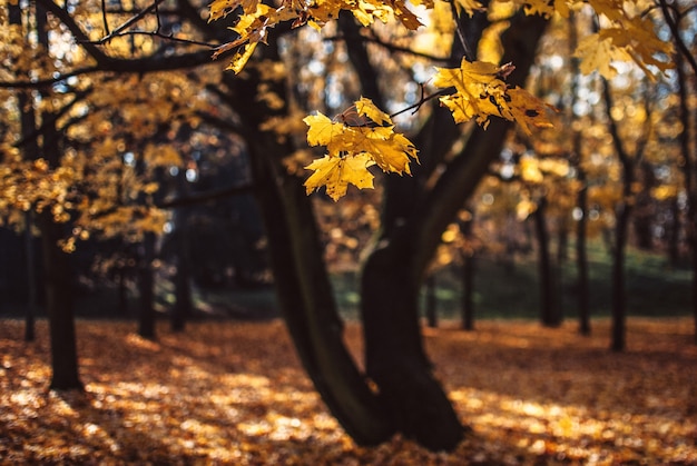 Hermosa vista de los árboles llenos de hojas doradas en un campo capturado en Poznan, Polonia