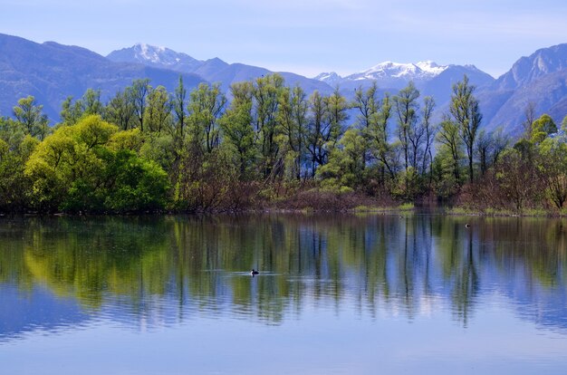 Hermosa vista de los árboles reflejada en un lago Maggiore con montaña en Ticino, Suiza