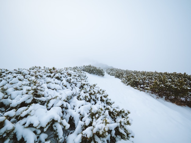 Foto gratuita hermosa vista de los arbustos cubiertos de nieve y la colina capturada en la niebla en madeira, portugal