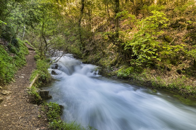 Hermosa vista de un arroyo que fluye a través del bosque verde