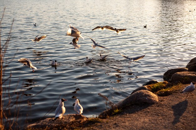 Hermosa vista de aves nadando y volando en la orilla del río