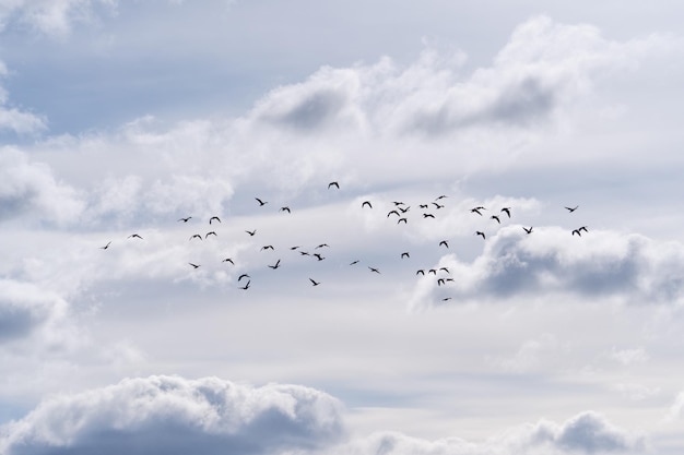 Hermosa vista de una bandada de pájaros volando en un cielo nublado con nubes