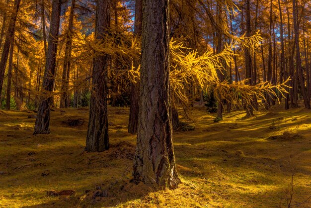 Hermosa vista de un bosque lleno de hermosos árboles amarillos altos en el suelo cubierto de hierba