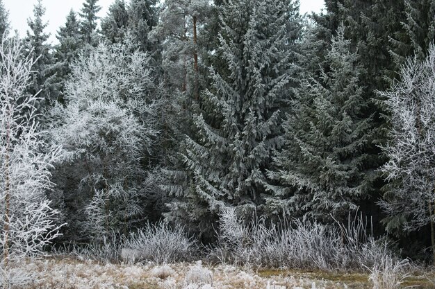 Hermosa vista de un bosque de pinos cubierto de escarcha en Mysen, Noruega