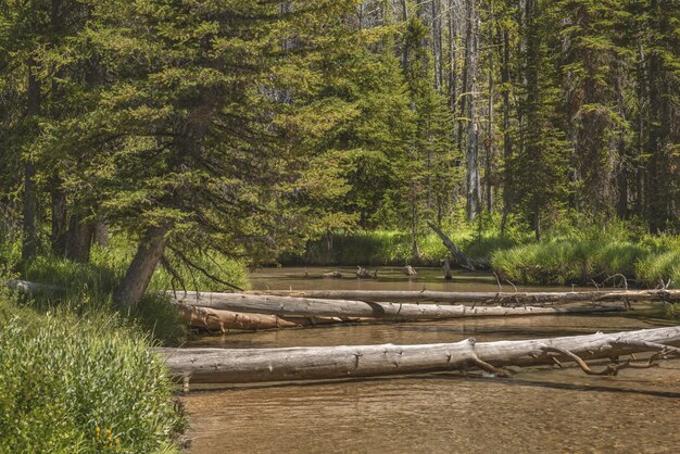 Hermosa vista de un bosque con plantas verdes y árboles rotos sobre el río durante el día