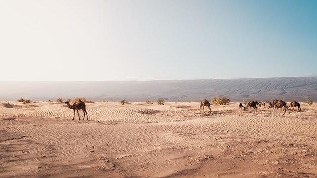 Hermosa vista de camellos en el desierto capturado a la luz del día en Marruecos