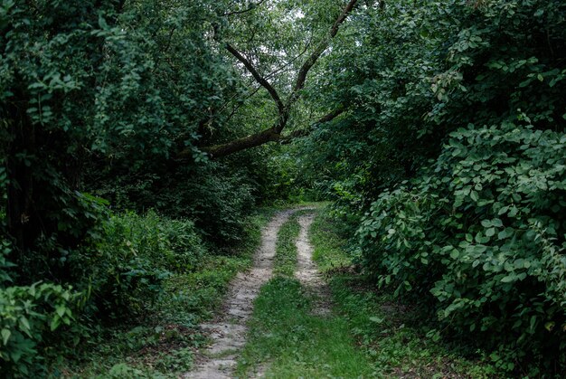 Hermosa vista de un camino cubierto de hierba rodeado de plantas y árboles.