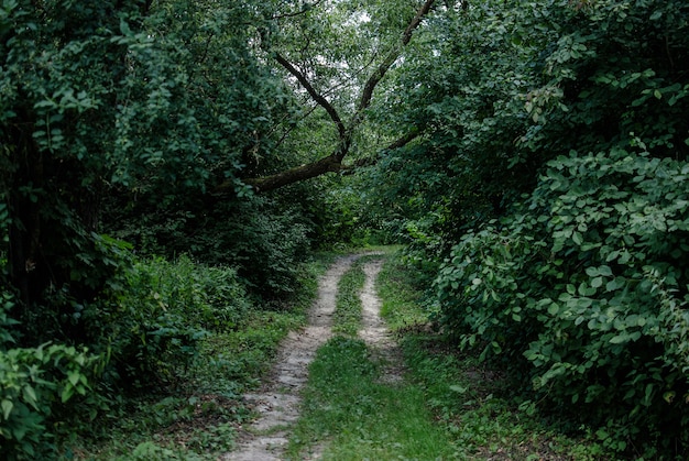 Hermosa vista de un camino cubierto de hierba rodeado de plantas y árboles.