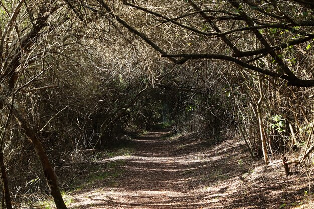 Hermosa vista de un camino que atraviesa un túnel hecho por árboles