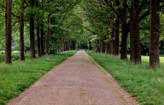 Hermosa vista de un camino rodeado de árboles verdes en un parque