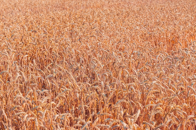 Hermosa vista de un campo de trigo