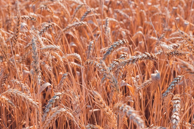 Hermosa vista de un campo de trigo