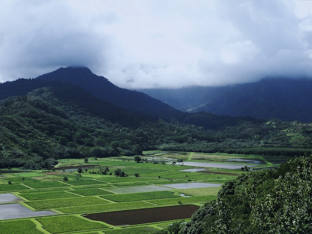 Hermosa vista de los campos verdes con las magníficas montañas de niebla.