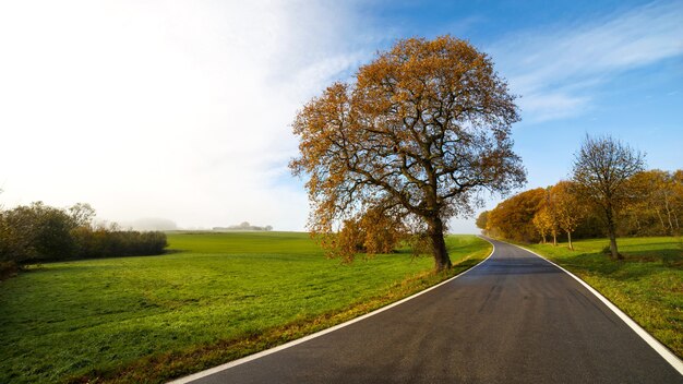 Hermosa vista de una carretera rodeada de árboles.