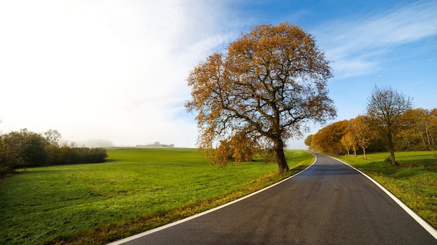 Hermosa vista de una carretera rodeada de árboles.