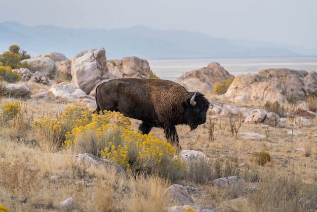 Hermosa vista de cerca de un bisonte de pie en medio del campo