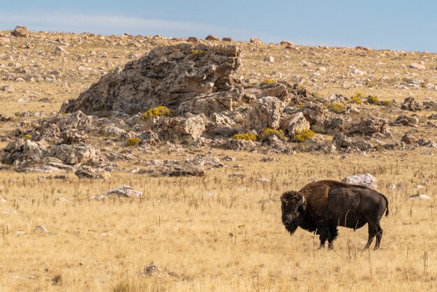 Hermosa vista de cerca de un bisonte de pie en medio del campo