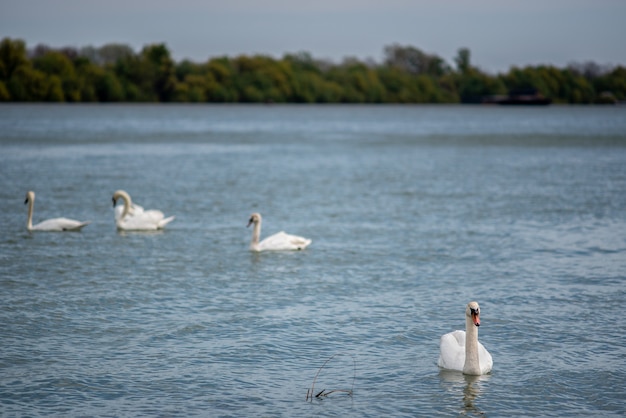 Hermosa vista de un cisne nadando en el lago en el parque
