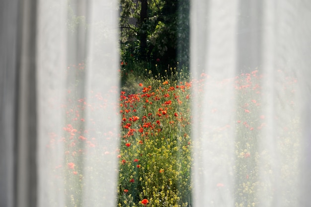 Foto gratuita hermosa vista con cortinas y flores.