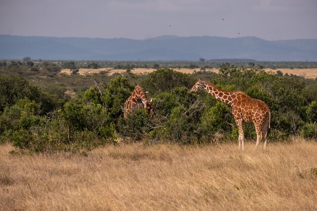 Hermosa vista de dos jirafas pastando por los árboles en Ol Pejeta, Kenia