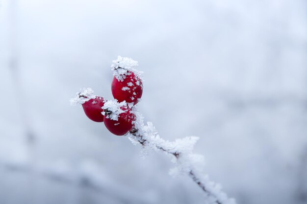 Hermosa vista de los escaramujos silvestres cubiertos de escarcha durante la temporada de invierno