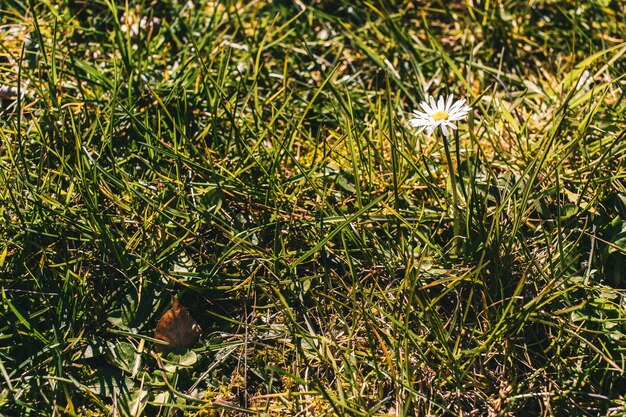 Hermosa vista de una flor de Margarita en el campo de hierba