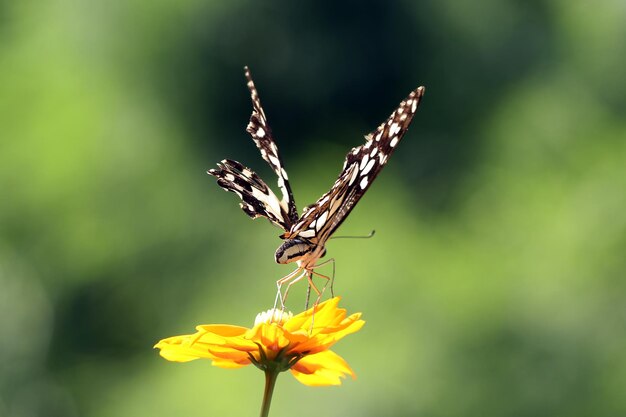 Hermosa vista frontal de mariposa en insecto de primer plano de flor Hermosa mariposa permanecer en flor