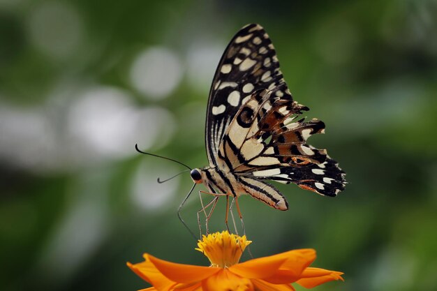 Hermosa vista frontal de mariposa en insecto de primer plano de flor Hermosa mariposa permanecer en flor