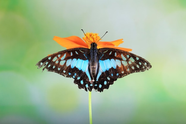 Hermosa vista frontal de mariposa en insecto de primer plano de flor Hermosa mariposa permanecer en flor