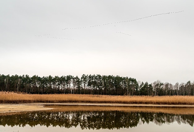 Foto gratuita hermosa vista del lago rodeado de césped y árboles altos en otoño con pájaros en el cielo