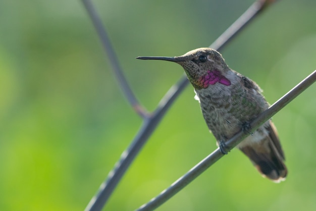 Hermosa vista de un lindo colibrí sentado en la rama de un árbol en el bosque